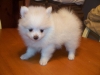 Gorgeous Pomeranian puppies still available